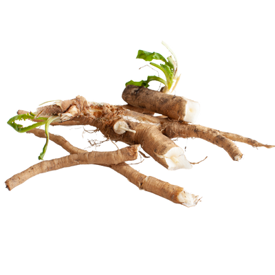Chicory root